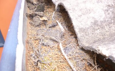 The Hidden Risks of Cleaning Gutters on Asbestos Roofs